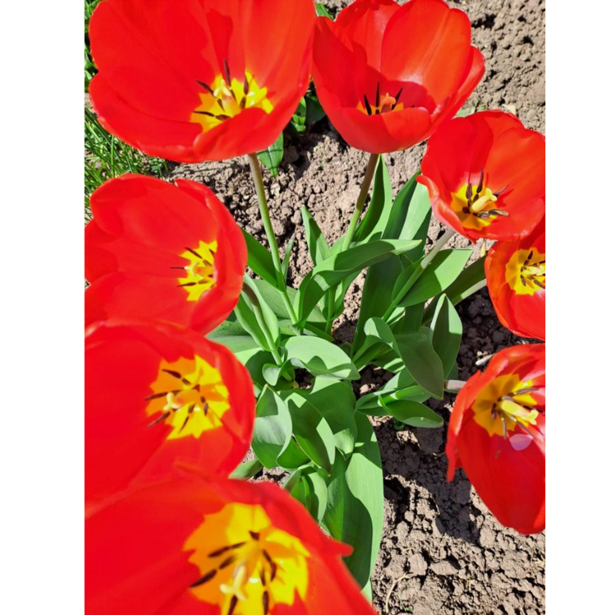 Weihnachts Tulpen & Choco Merry X-Mas – Eigenes Design Logo / Text