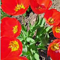 Bonbon & Tulpen Geschenkbox – Eigenes Design Logo / Text