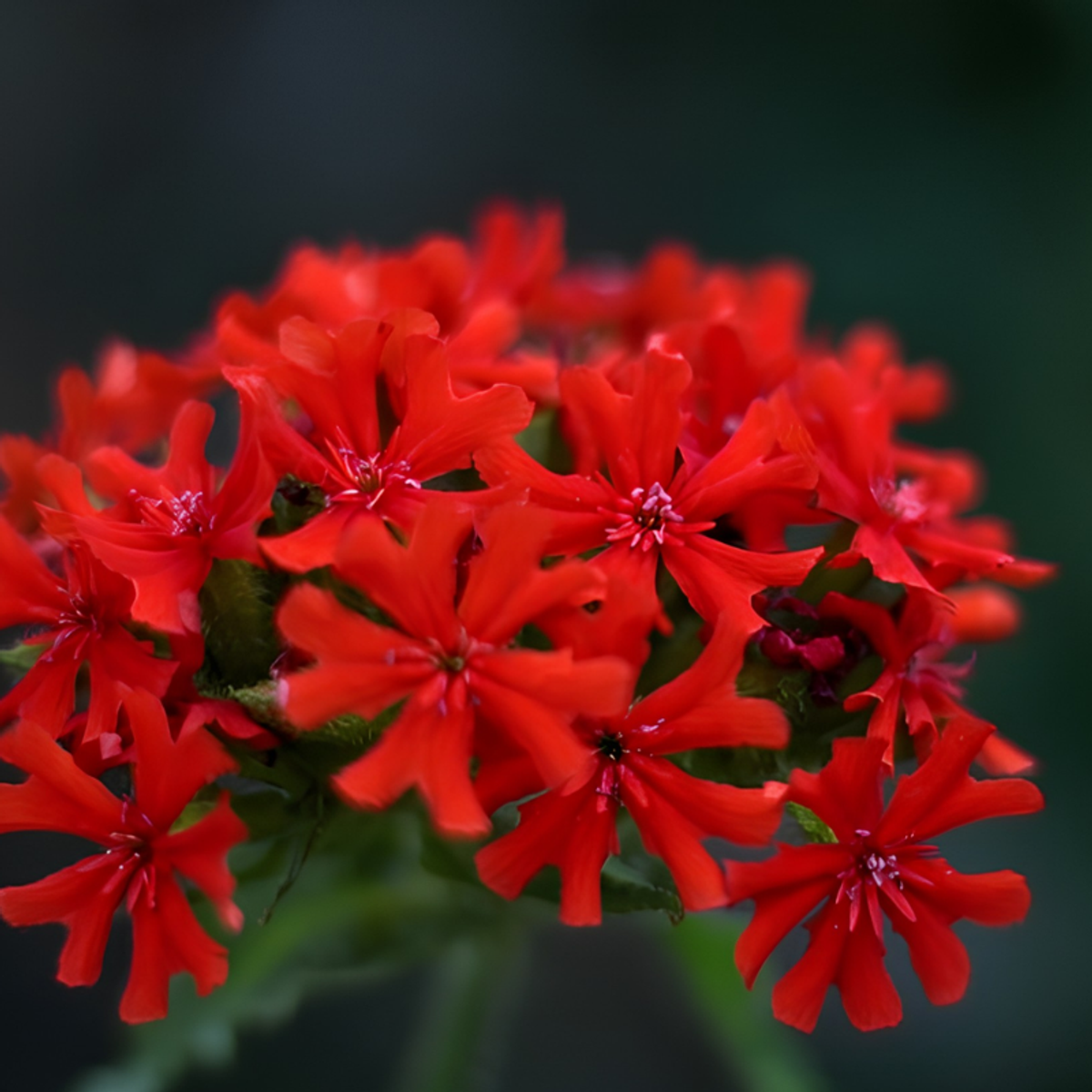 Relatiegeschenk – Kraftbeutel mit Blumensamenmischung