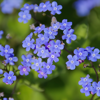 Relatiegeschenk – Kraftbeutel mit Blumensamenmischung