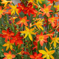Lose Orangenblumen-Zwiebeln