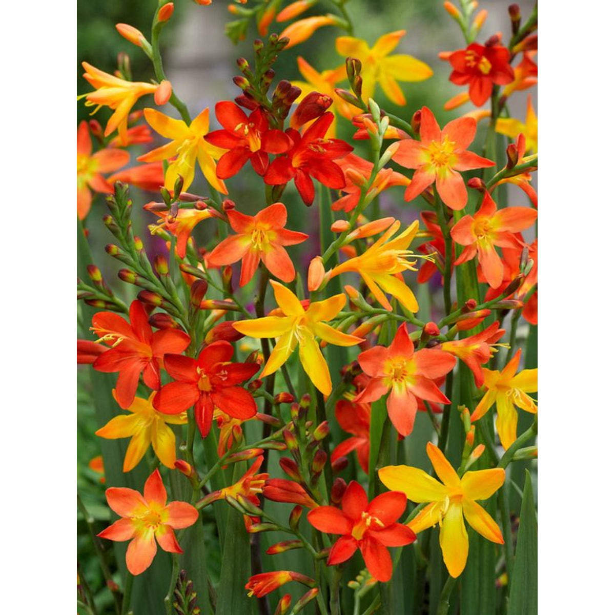 Lose Orangenblumen-Zwiebeln