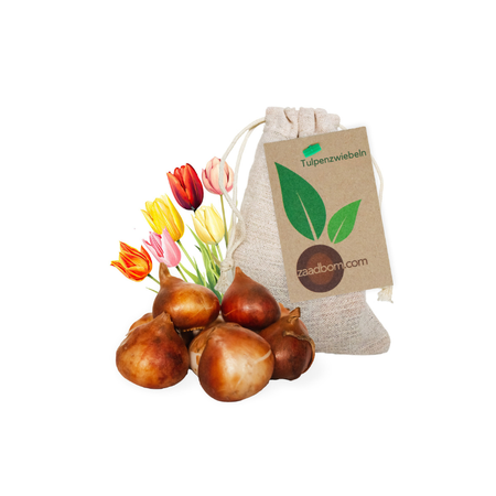 7 Tulpenzwiebeln im Beutel