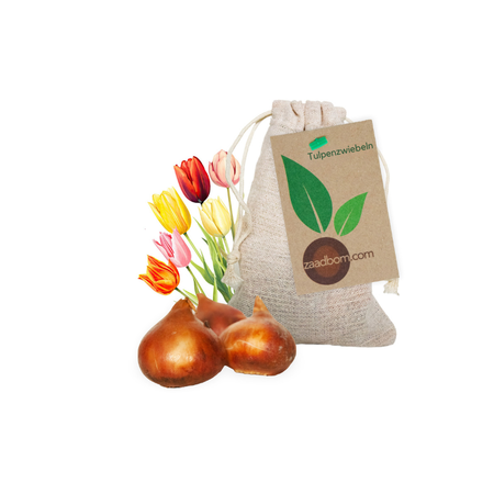 3 Tulpenzwiebeln im Beutel