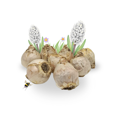 Lose Blumenzwiebeln Hyazinthen – Weiß