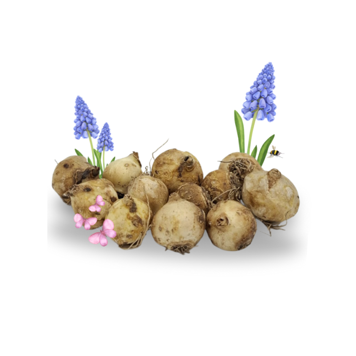 10 Muscari Blumenzwiebeln im Jutebeutel