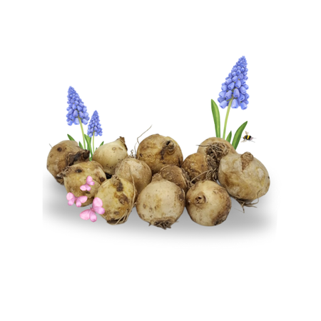 Lose Muscari Blumenzwiebeln
