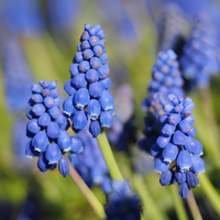 10 Muscari Blumenzwiebeln im Jutebeutel