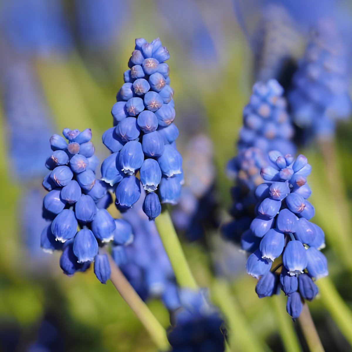 10 Muscari Blumenzwiebeln im Jutebeutel