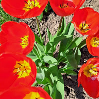 1 Tulpenzwiebel im Beutel