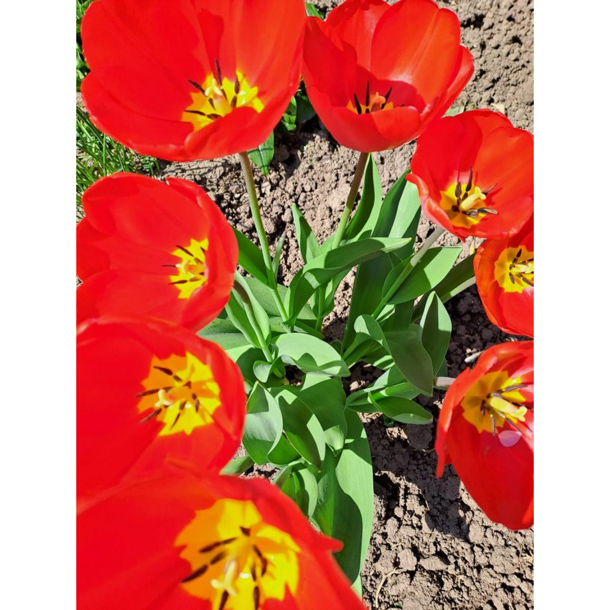 3 Tulpenzwiebeln im Beutel