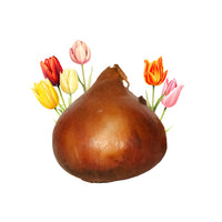 1 Tulpenzwiebel im Beutel