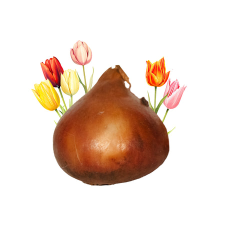 Einzelne Tulpenzwiebel