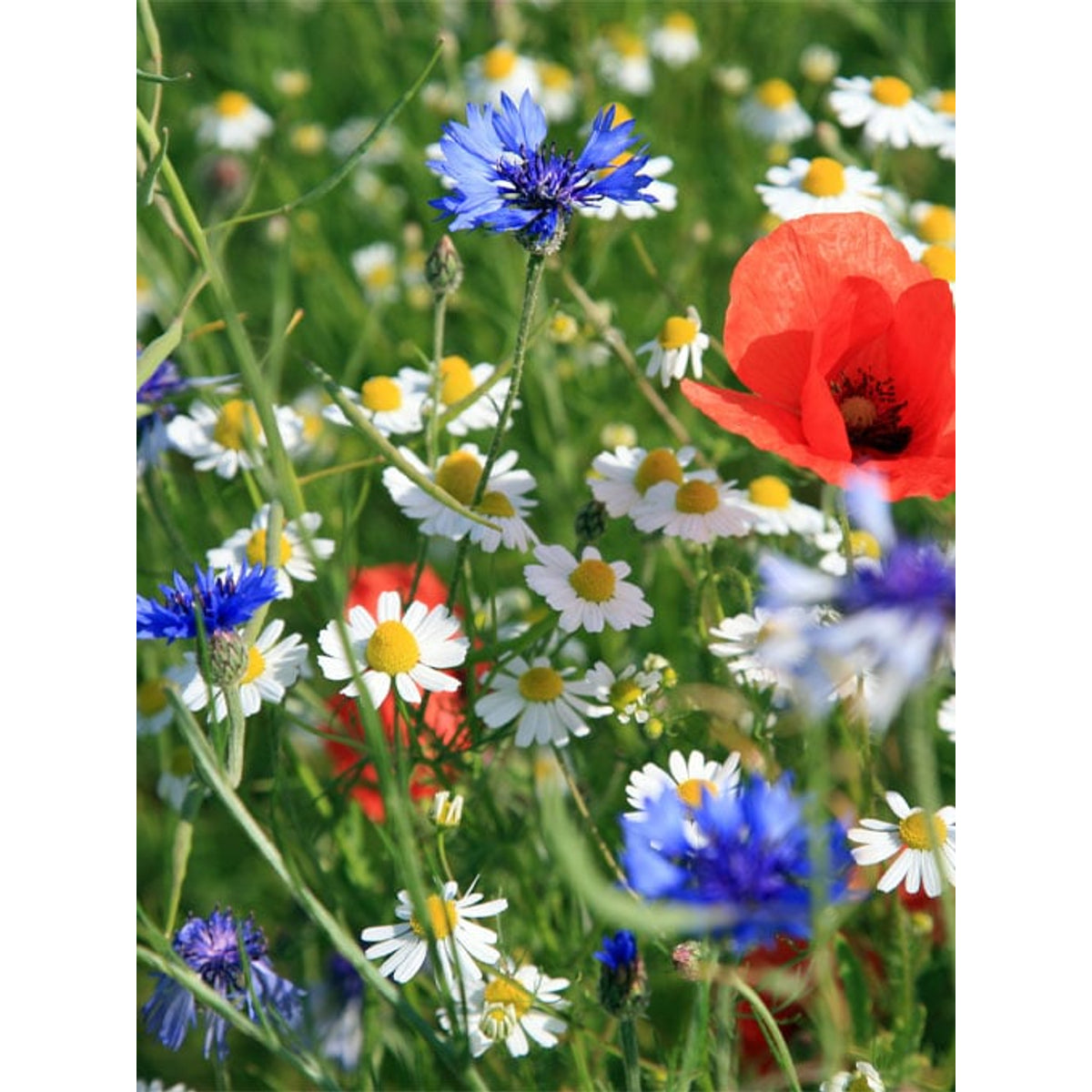 1 Samenbombe im Beutel: Wildblumenmix
