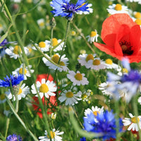 5 Samenbomben im Beutel: Wildblumenmix